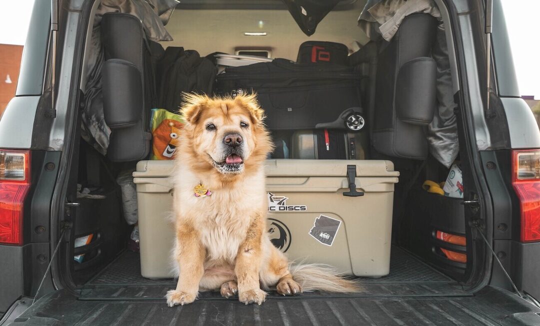 Enlace: Viajar con tu mascota en el coche: la multa por no llevar correctamente a tu perro ahora es estratosférica.