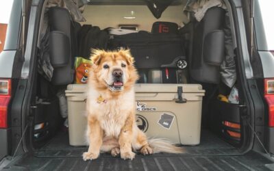 Enlace: Viajar con tu mascota en el coche: la multa por no llevar correctamente a tu perro ahora es estratosférica.