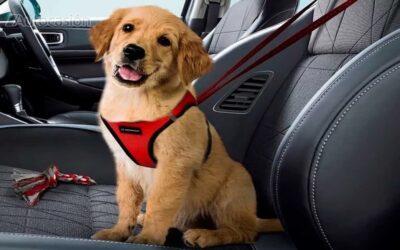 Enlace: Si llevas así a tu perro en el coche, estás jugando con su vida (y con la tuya), según la DGT